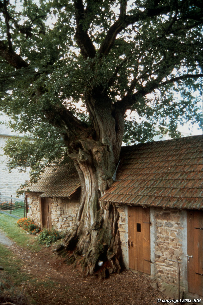 Le chêne et la porcherie, Auvergne